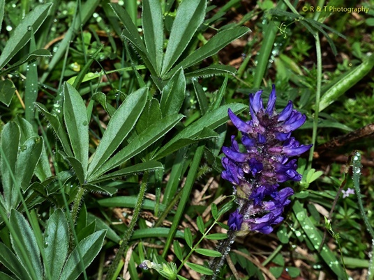 {Pediomelum subacaule}